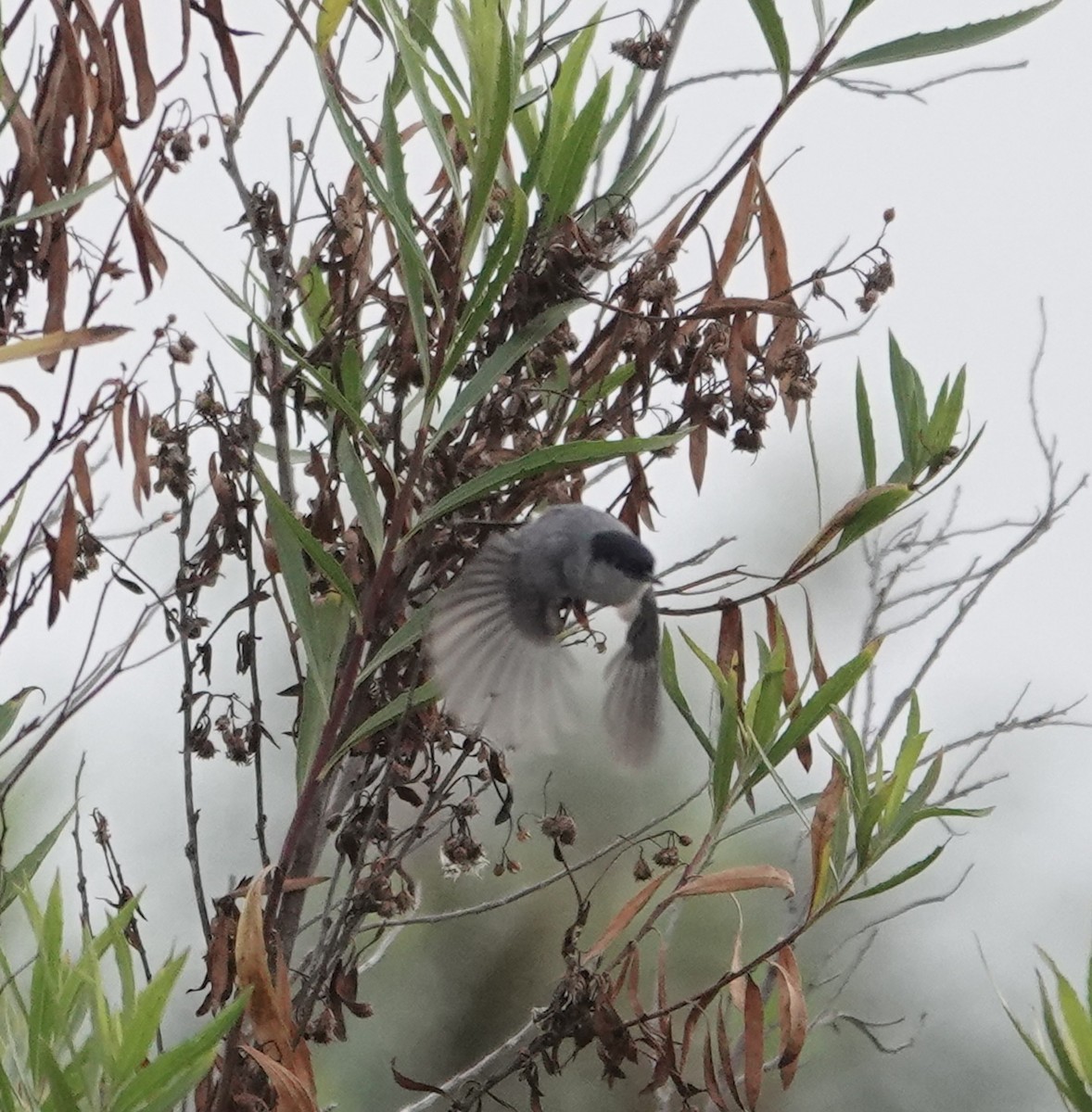 California Gnatcatcher - ML638243783