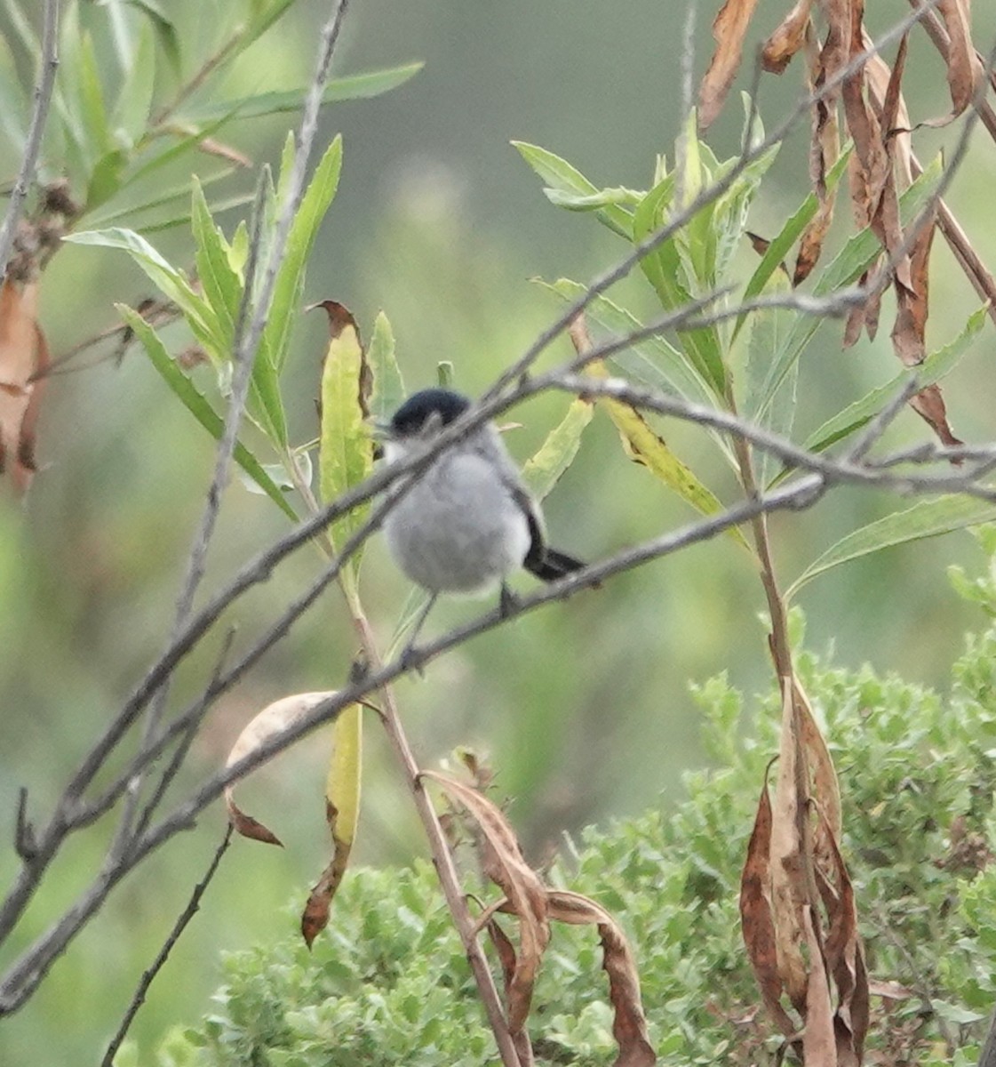 California Gnatcatcher - ML638243784