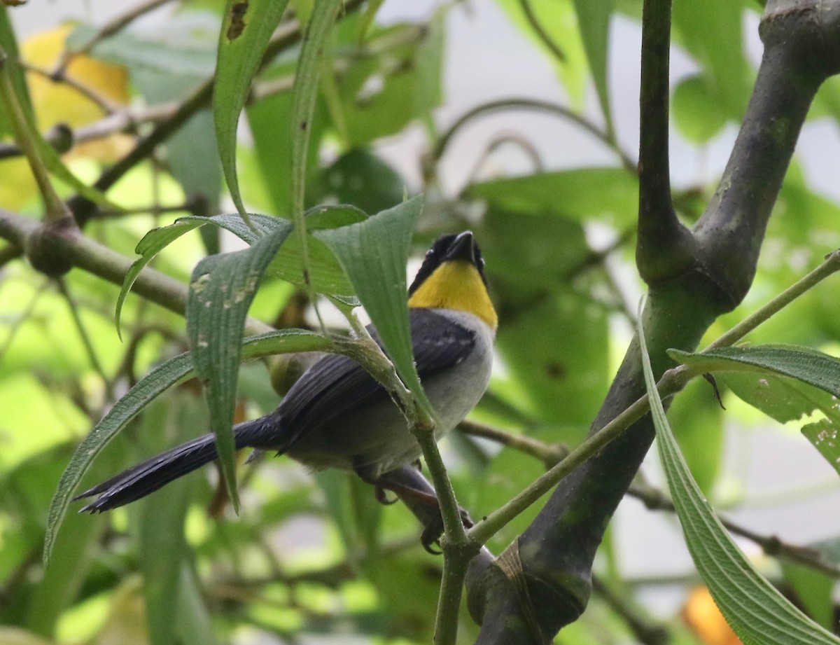White-naped Brushfinch (Yellow-throated) - ML638243785