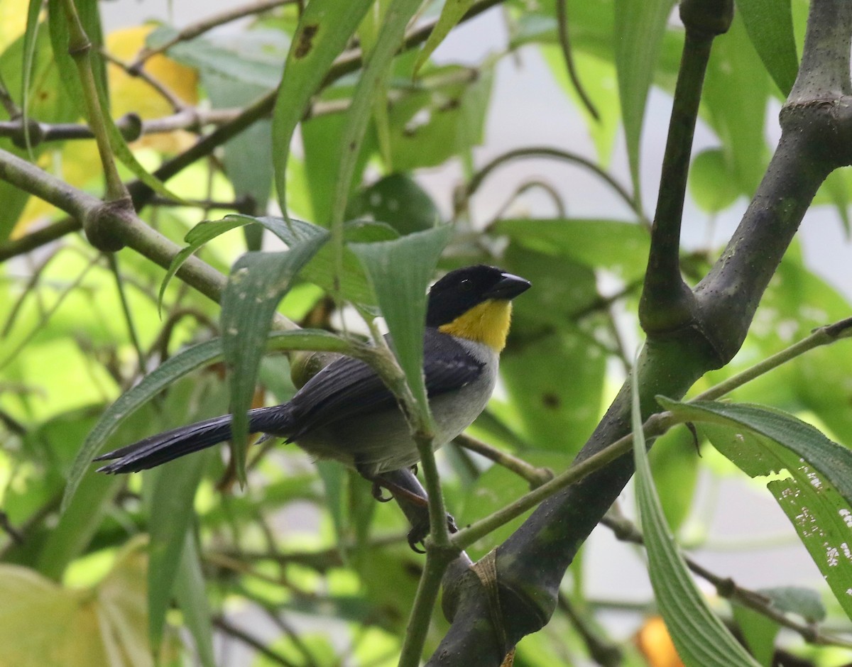White-naped Brushfinch (Yellow-throated) - ML638243786