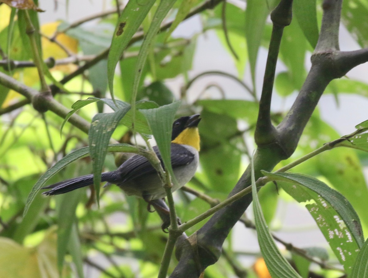 White-naped Brushfinch (Yellow-throated) - ML638243787