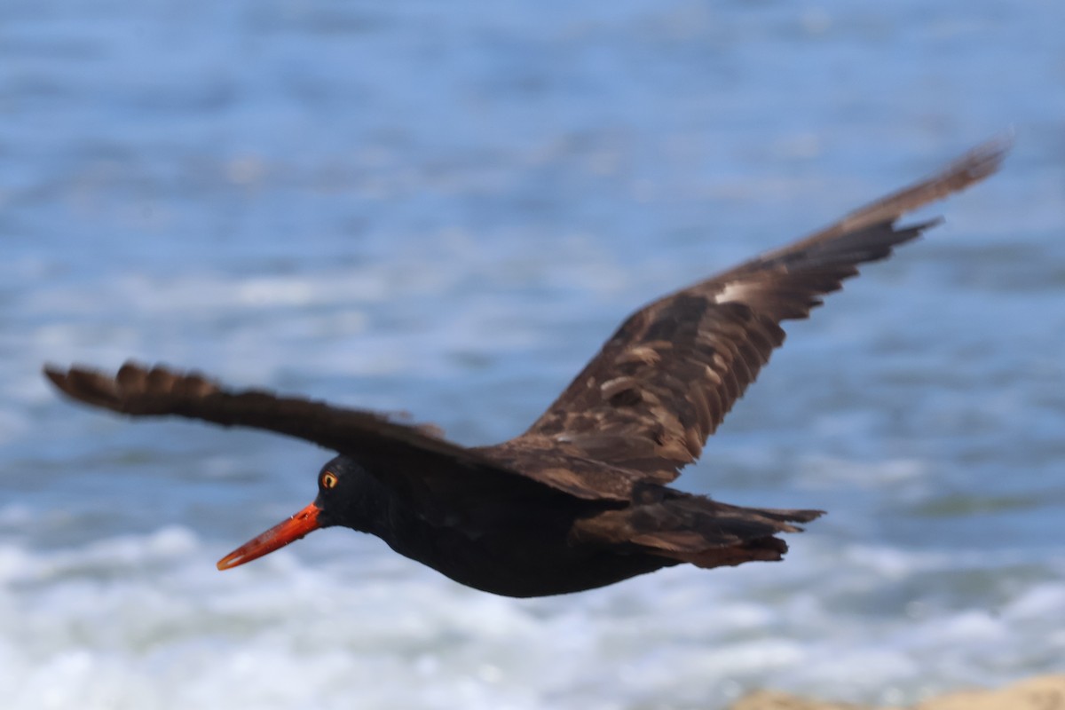 Black Oystercatcher - ML638243793