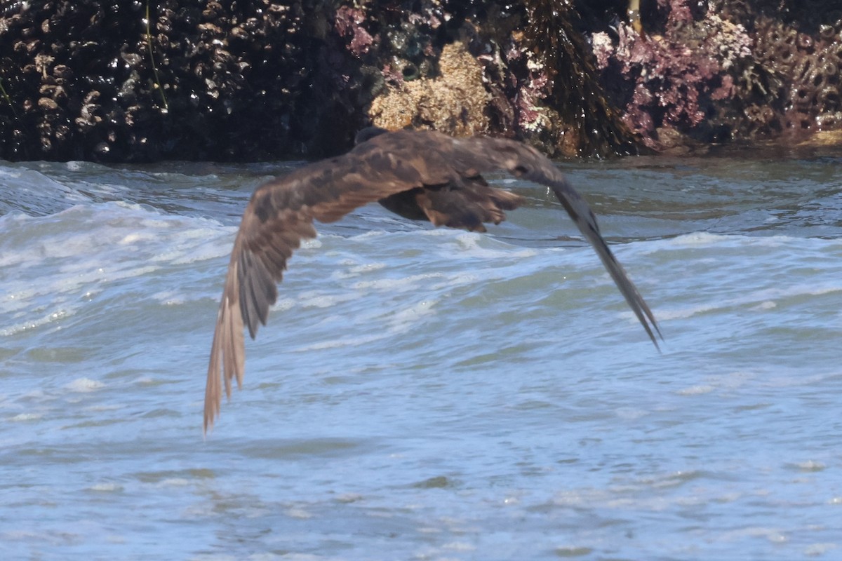 Black Oystercatcher - ML638243794