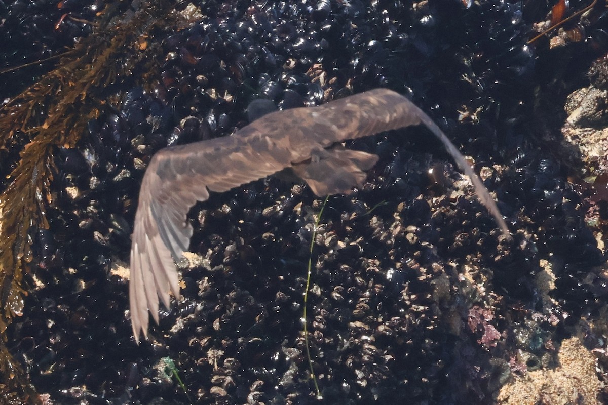 Black Oystercatcher - ML638243795
