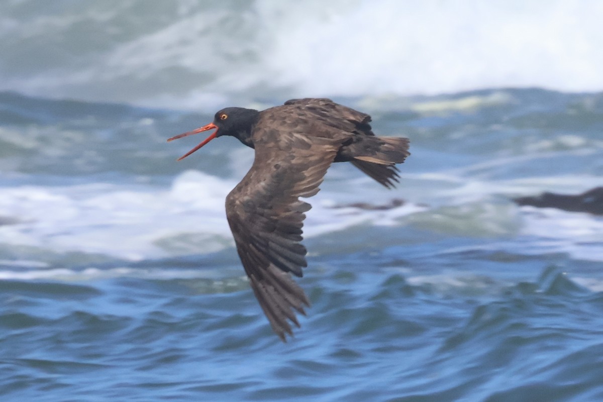 Black Oystercatcher - ML638243796