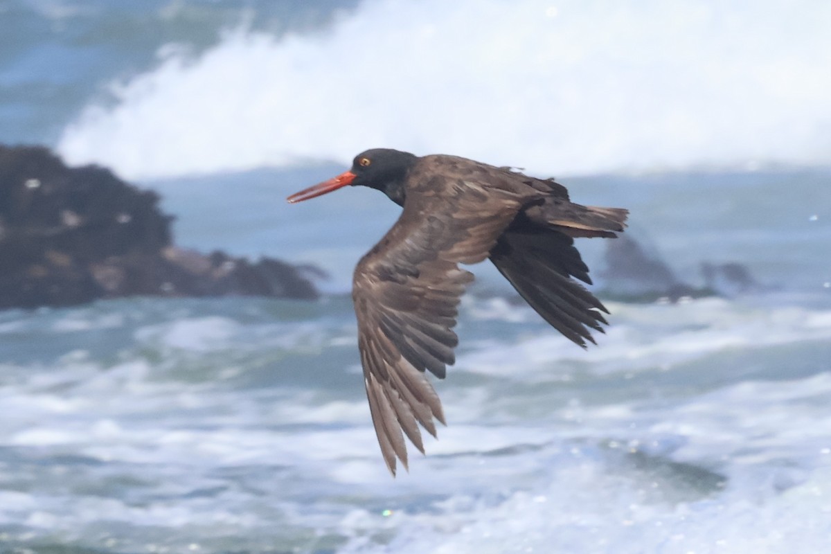 Black Oystercatcher - ML638243797