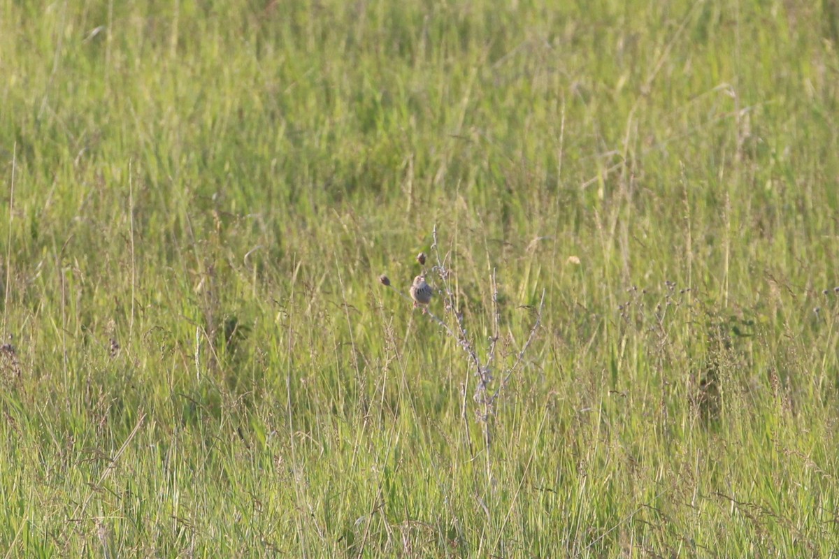 Baird's Sparrow - ML638243808
