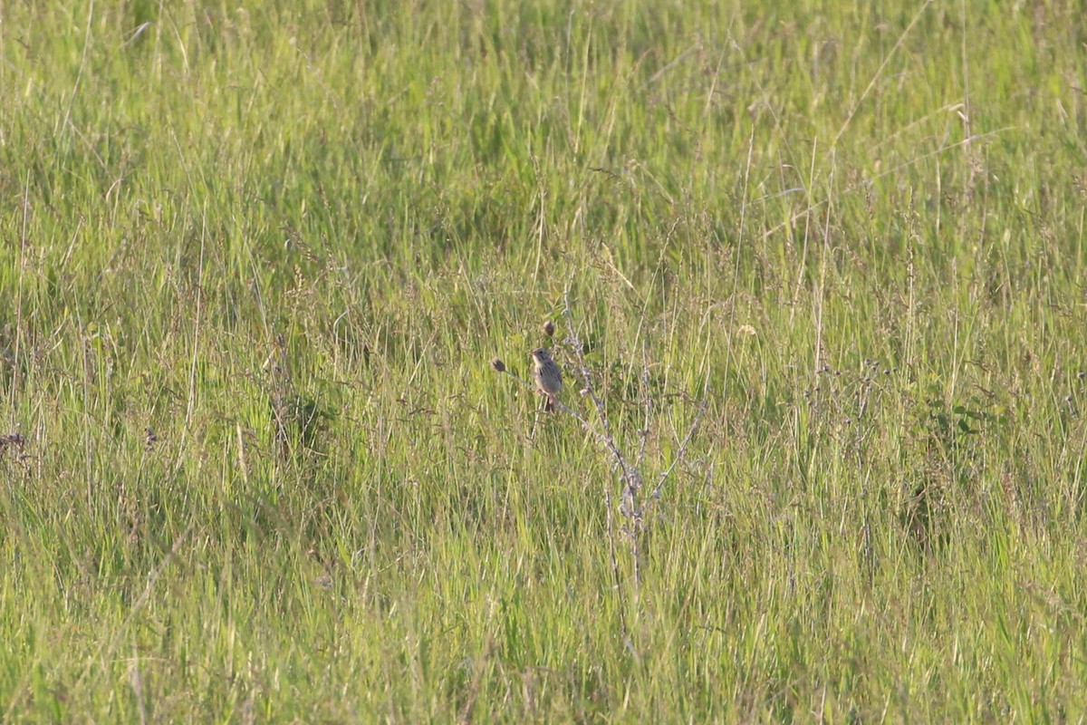 Baird's Sparrow - ML638243810