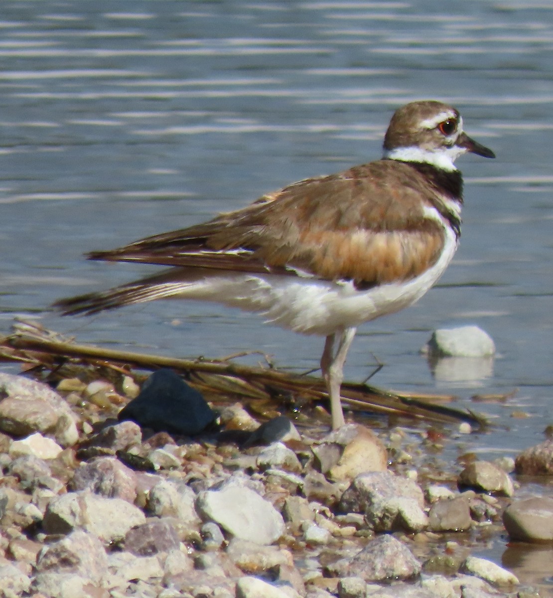 Killdeer - ML638243826
