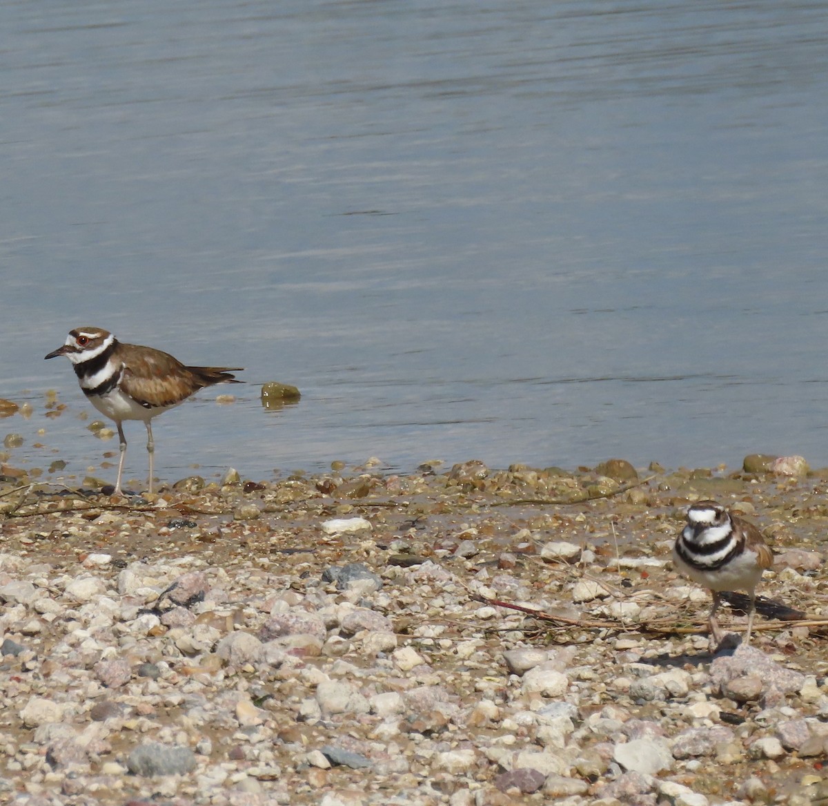 Killdeer - ML638243827