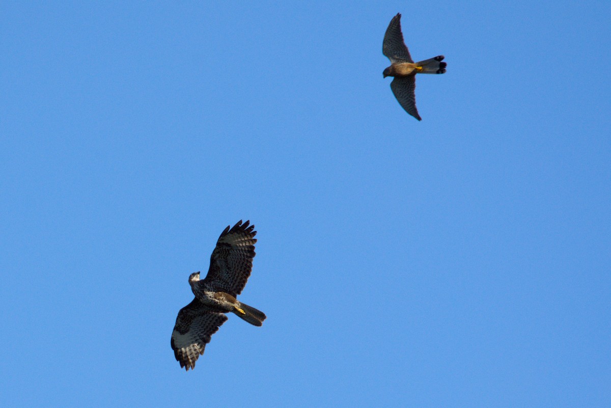 Common Buzzard - ML638243828