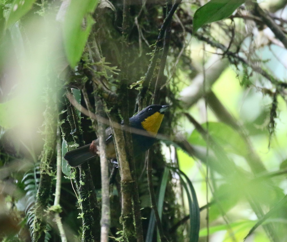 Purplish-mantled Tanager - ML638243832