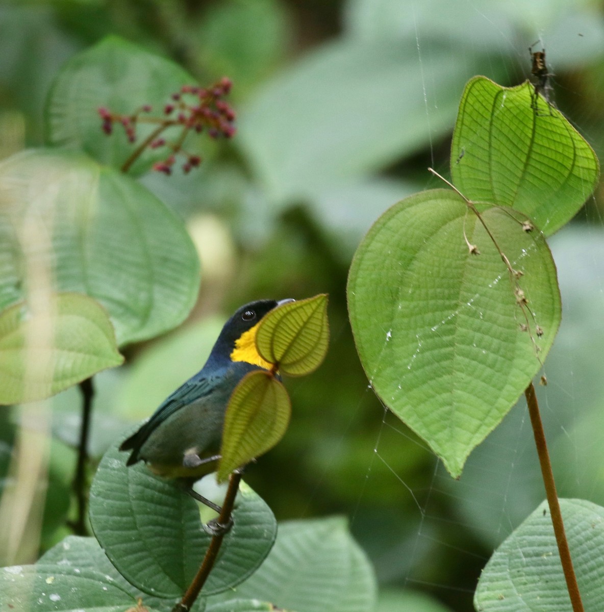 Purplish-mantled Tanager - ML638243834