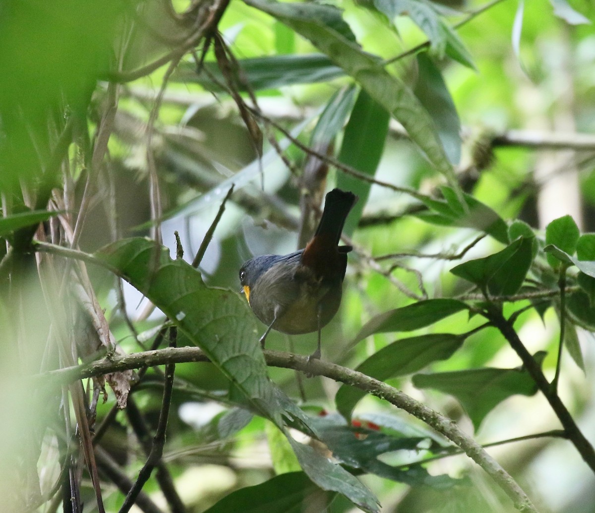 Purplish-mantled Tanager - ML638243835