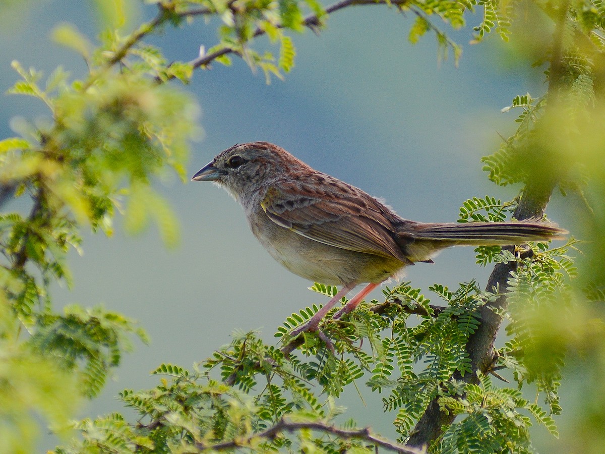 Botteri's Sparrow - ML638243932