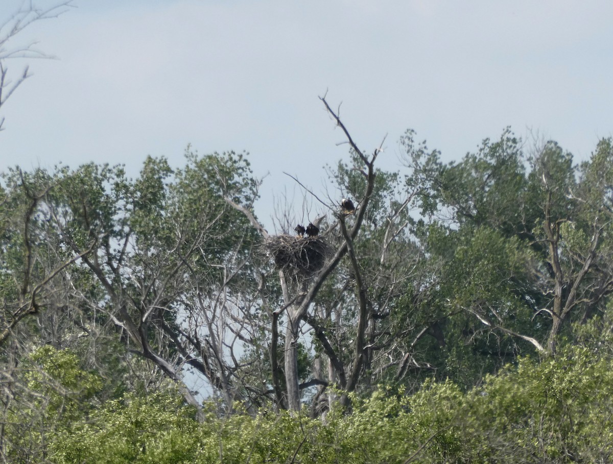 Bald Eagle - ML638243938