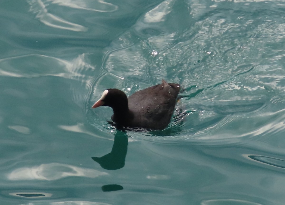 Eurasian Coot - ML638243961