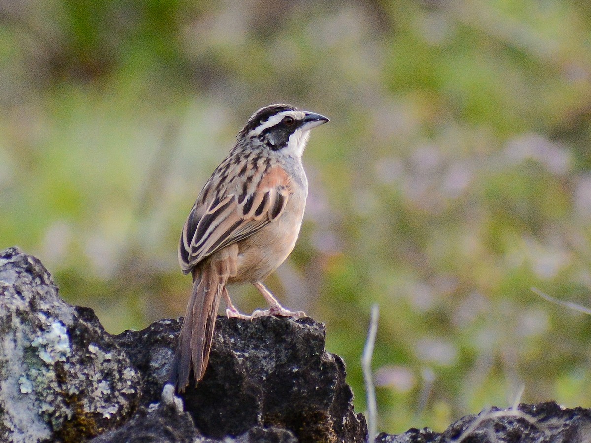 Stripe-headed Sparrow - ML638243985