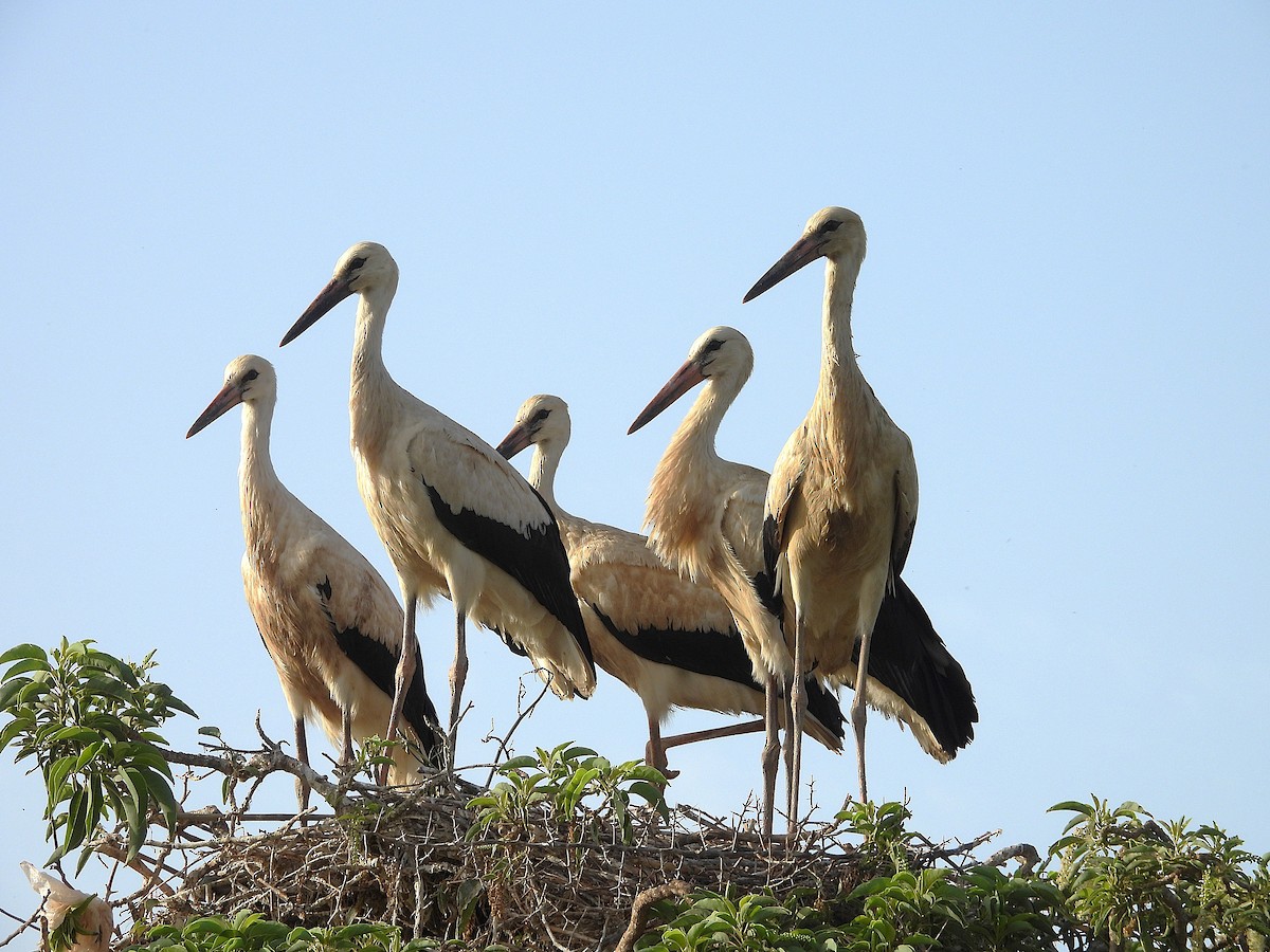 White Stork - ML638243987