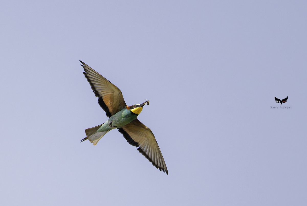 European Bee-eater - ML638243988