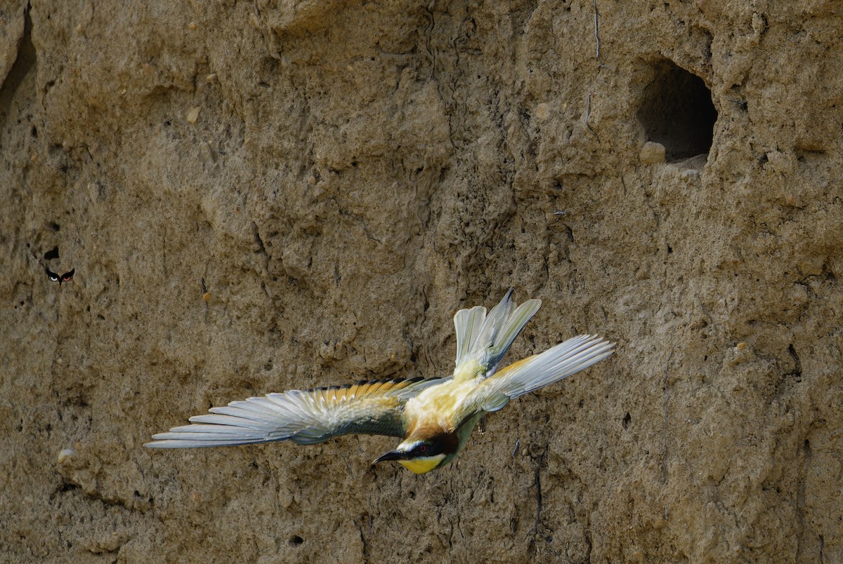 European Bee-eater - ML638243992