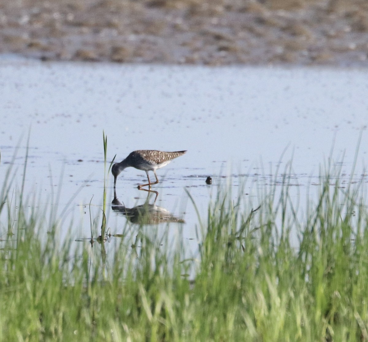 Lesser Yellowlegs - ML638244001