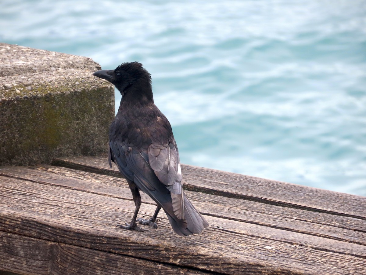 Carrion Crow (Western) - ML638244007