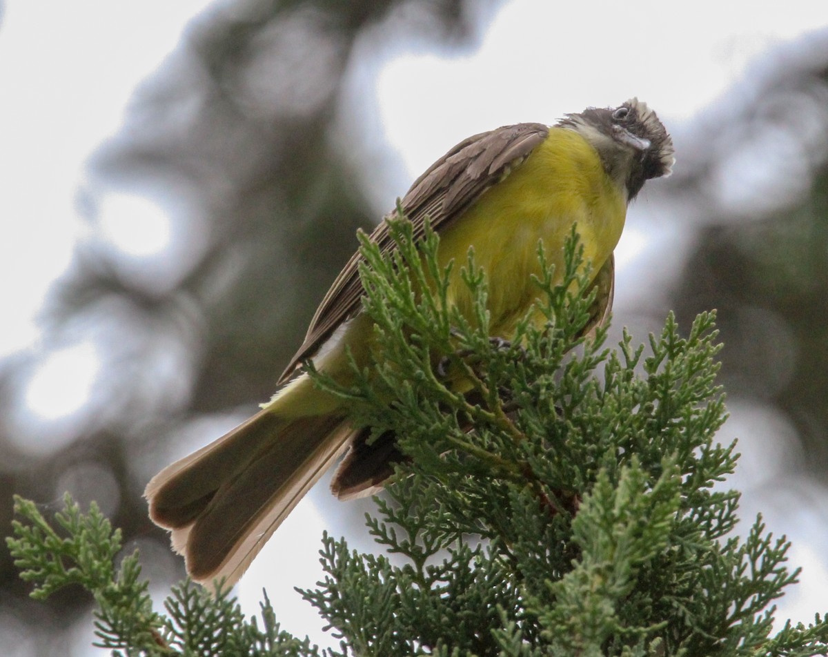 Social Flycatcher - ML638244017