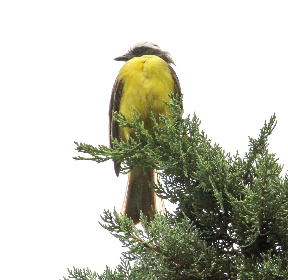 Social Flycatcher - ML638244022