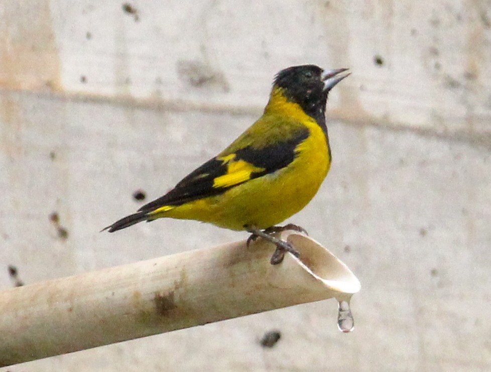 Black-headed Siskin - ML638244029