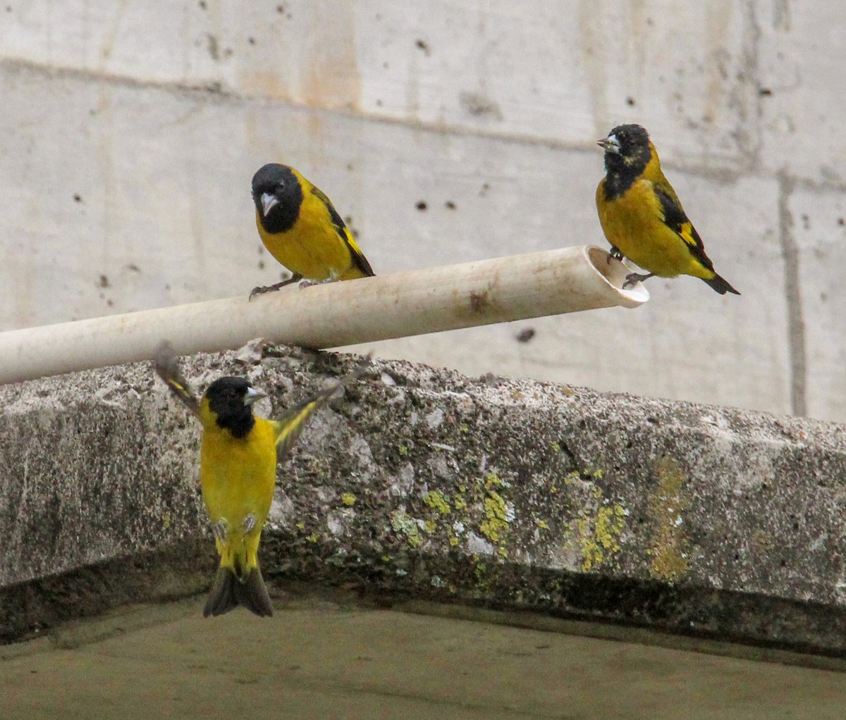 Black-headed Siskin - ML638244030