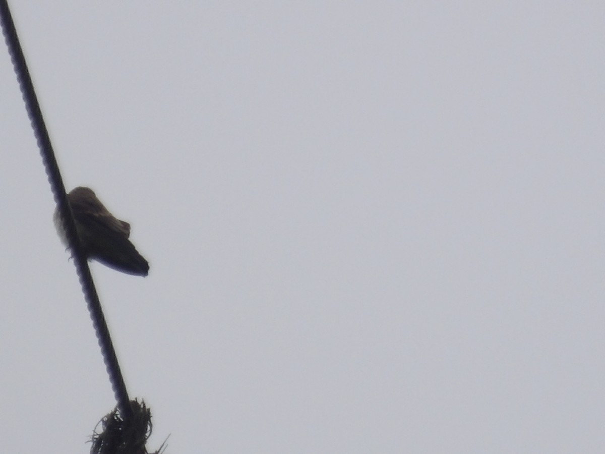 Southern Rough-winged Swallow - ML638244037