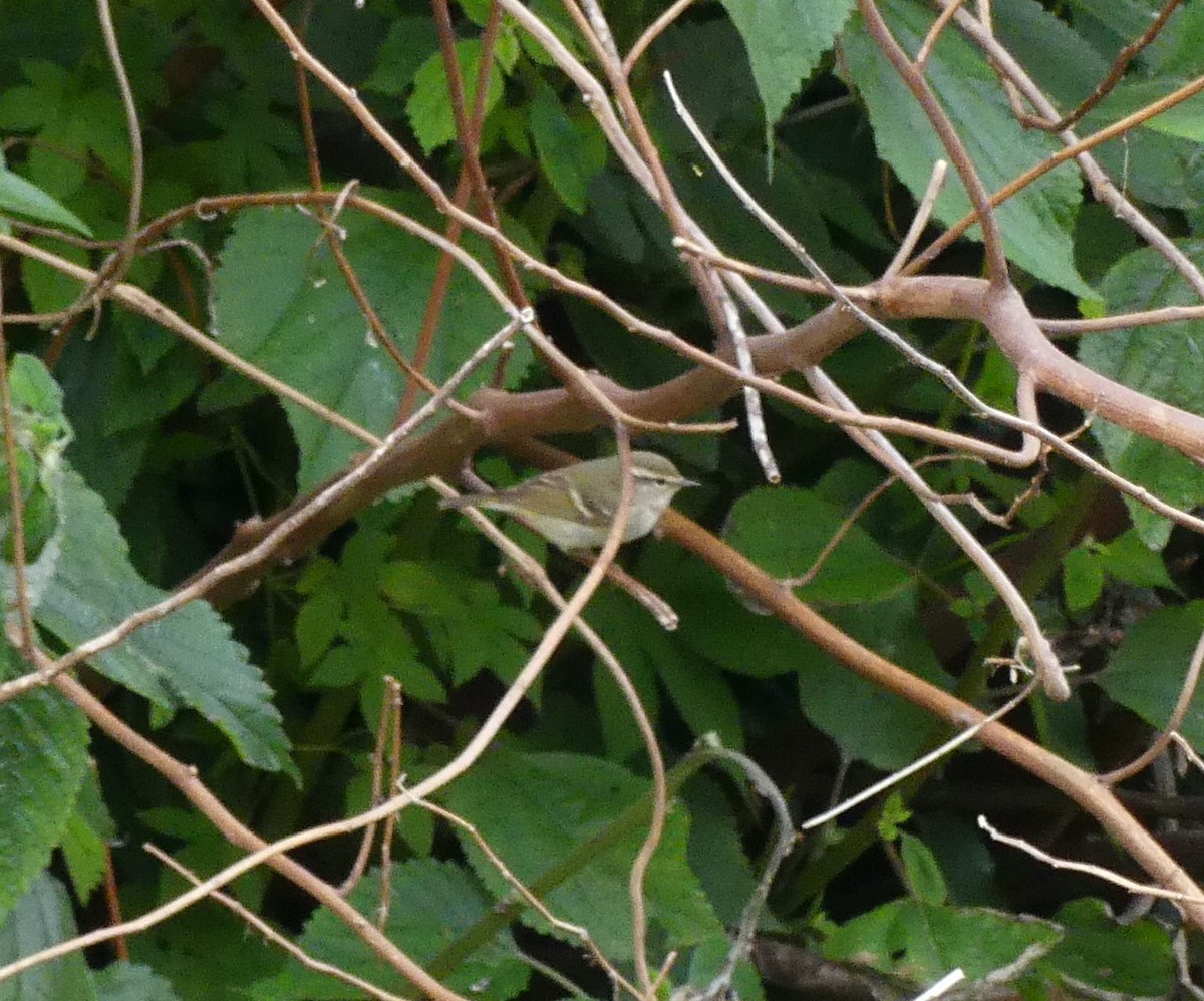Yellow-browed Warbler - ML638244047