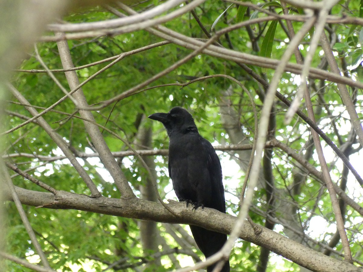 Large-billed Crow - ML638244056