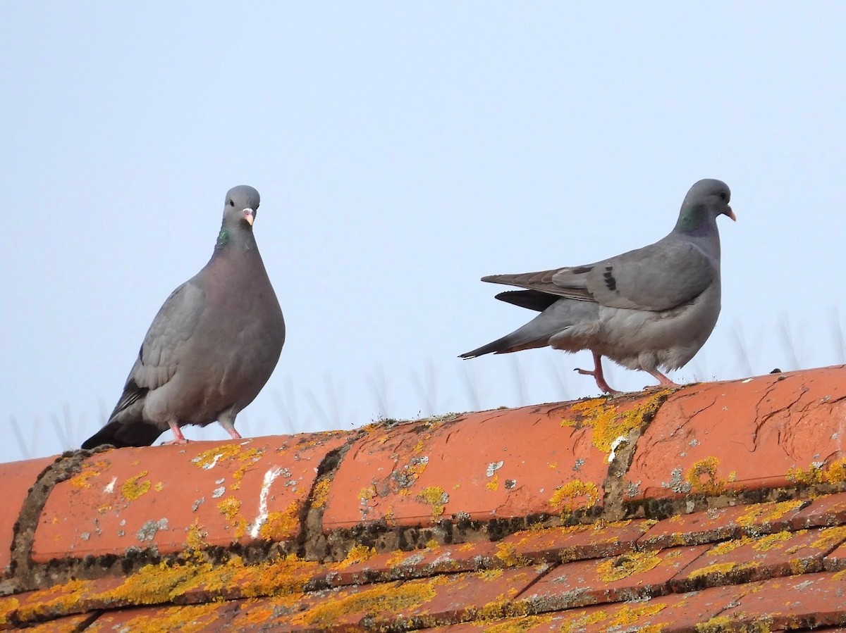 Stock Dove - ML638244062