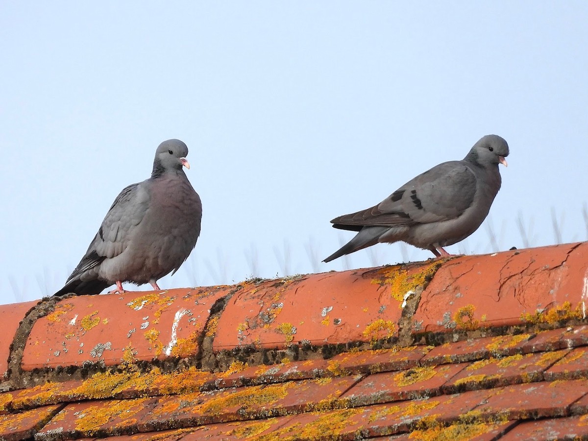 Stock Dove - ML638244063