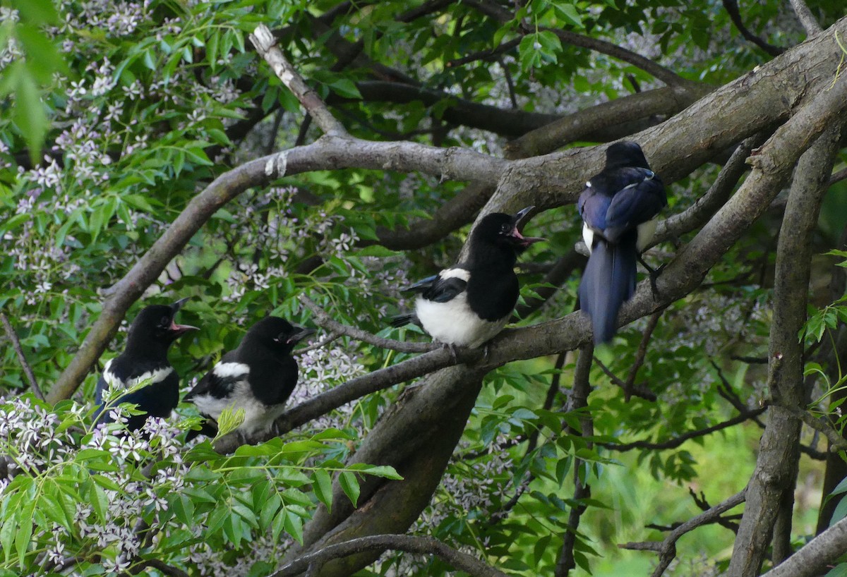 Oriental Magpie - ML638244075