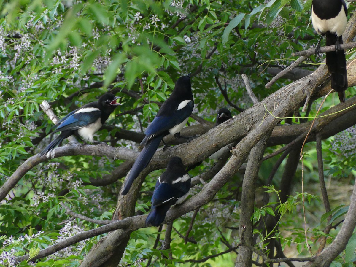 Oriental Magpie - ML638244077