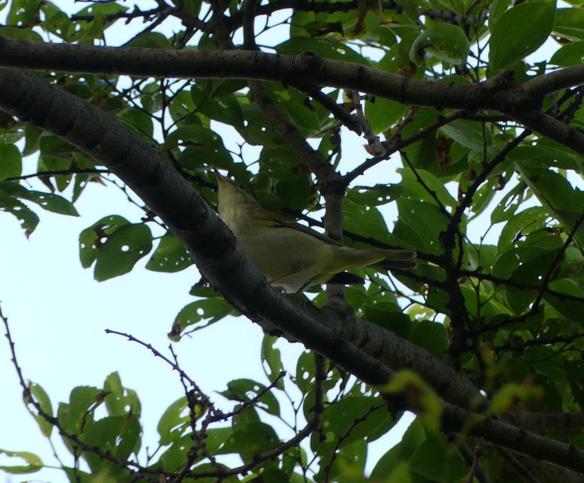 Kamchatka Leaf Warbler - ML638244087