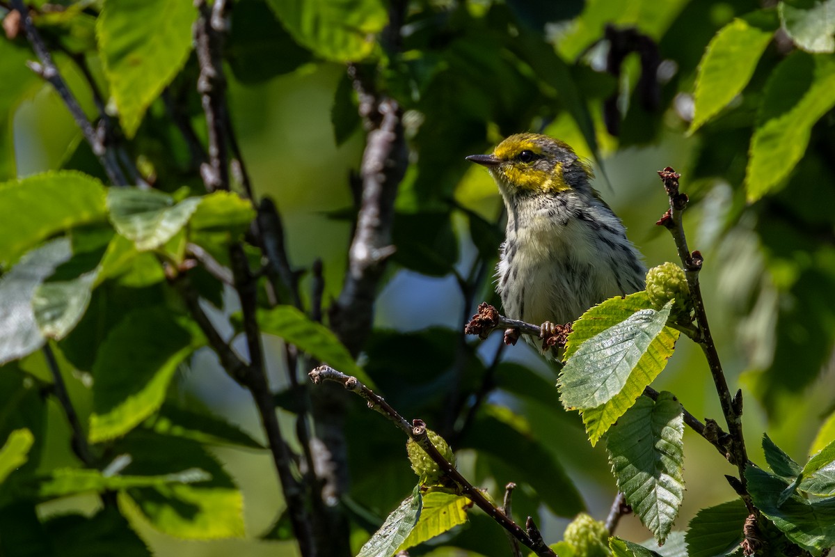 Black-throated Green Warbler - ML638244088