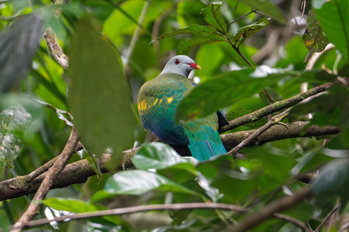 Wompoo Fruit-Dove - ML638244111