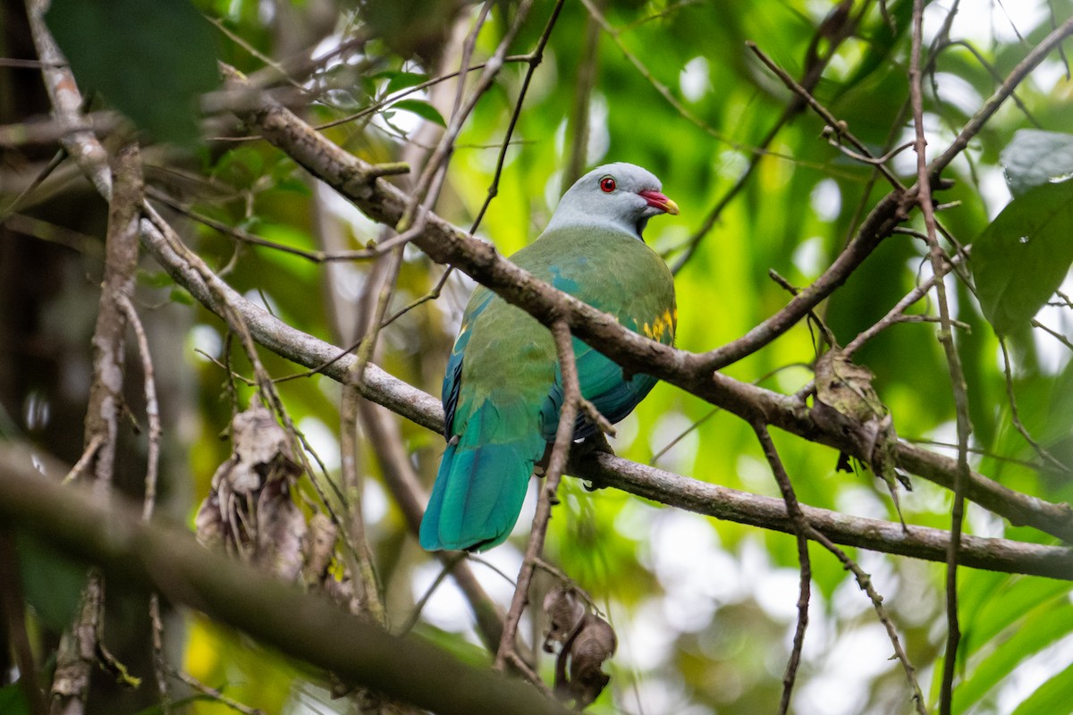 Wompoo Fruit-Dove - ML638244112