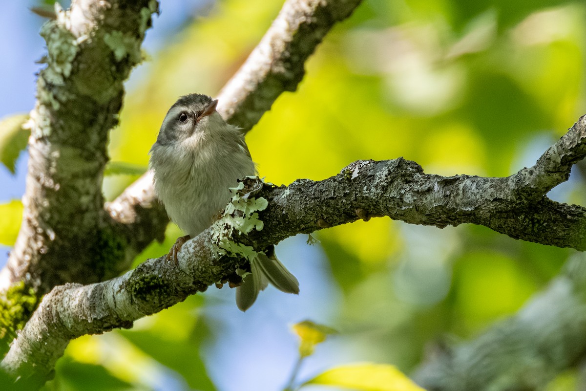 Golden-crowned Kinglet - ML638244114