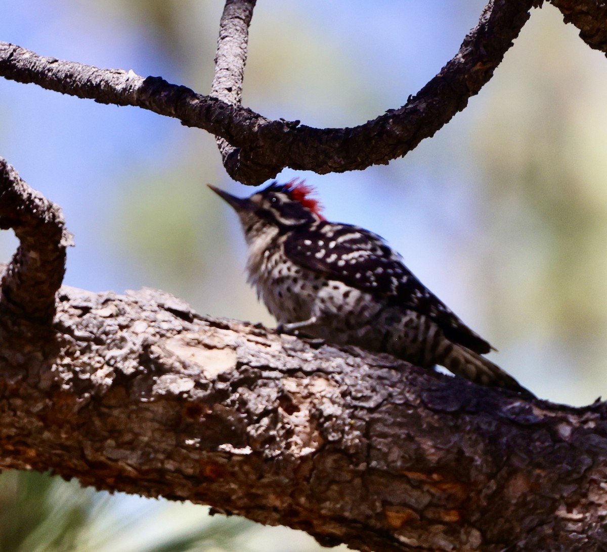 Nuttall's Woodpecker - ML638244116