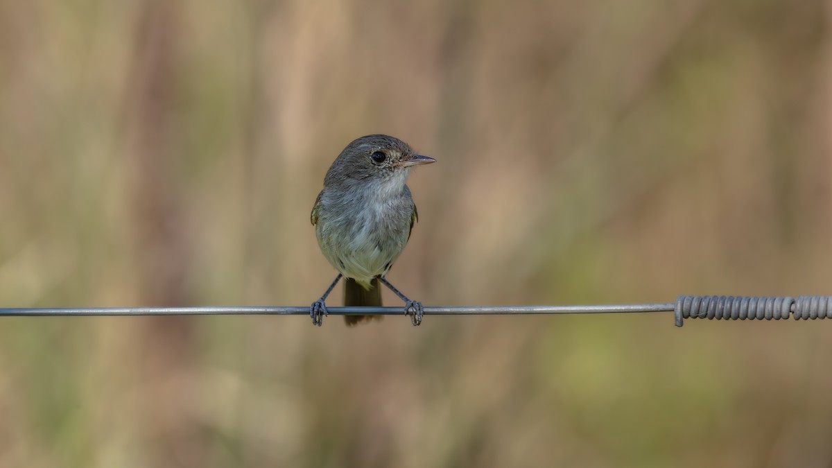 Fulvous-crowned Scrub-Tyrant - ML638244120