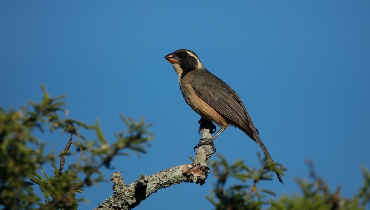 Golden-billed Saltator - ML638244161