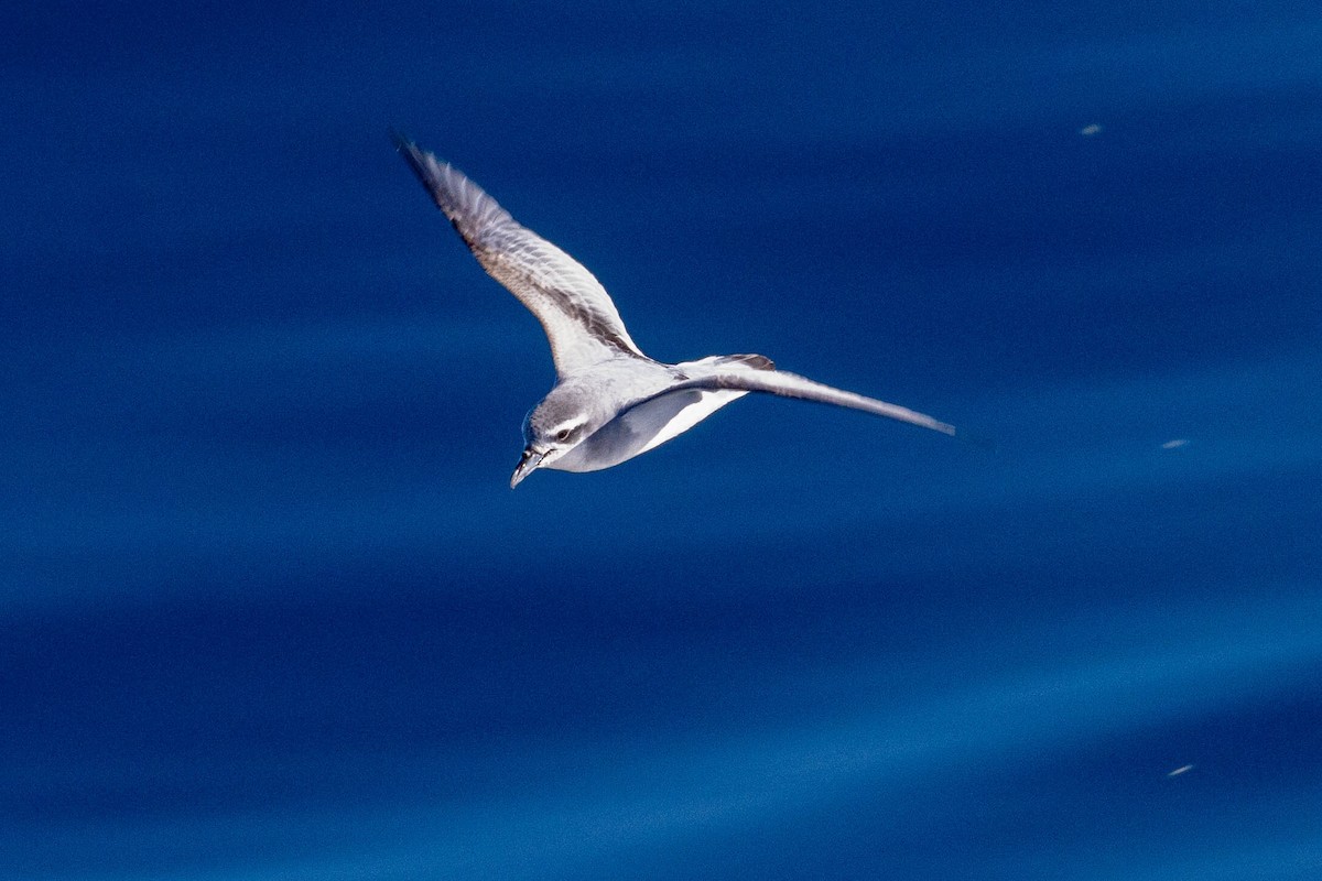 Antarctic Prion - ML638244170