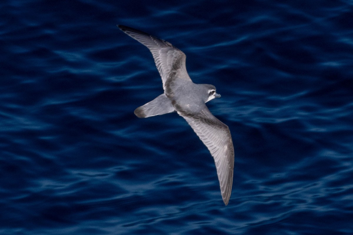 Antarctic Prion - ML638244171