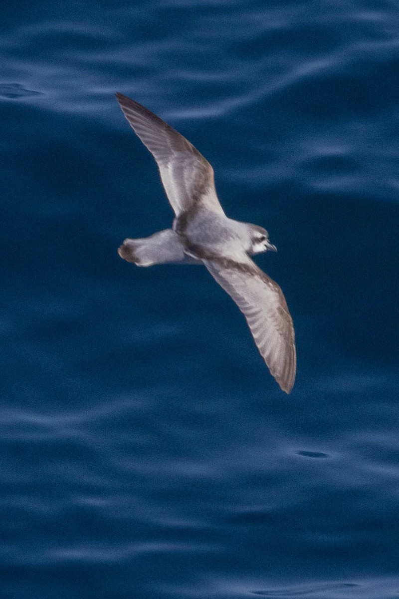 Antarctic Prion - ML638244172