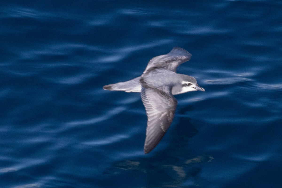 Antarctic Prion - ML638244173